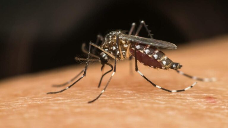 Mosquito transmissor da dengue.