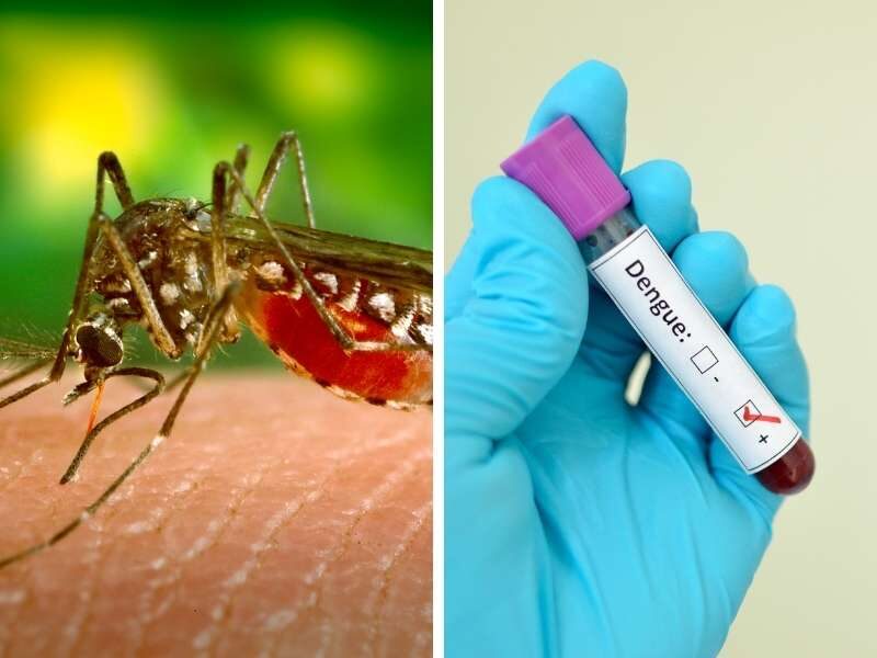 Ilustração mosquito e exame positivo de dengue.