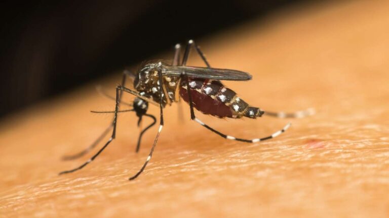 Foto do mosquito aedes aegypti.