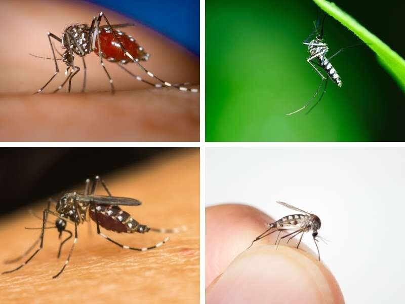 Fotos mosquito Aedes aegypti.