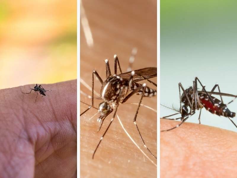 Fotos vetor transmissor da dengue.