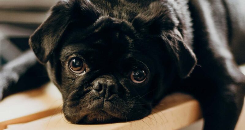 cachorro pug preto entediado