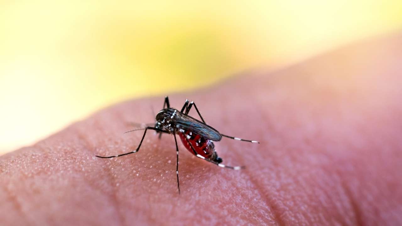 Mosquito Aedes Aegypti e transmissão da dengue.