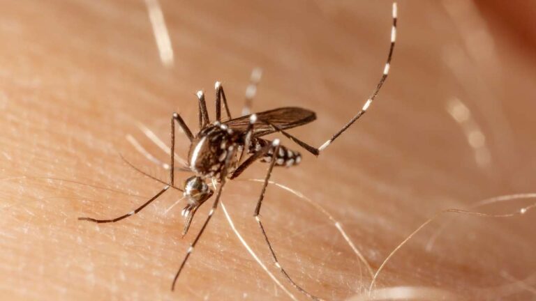 Mitos e Verdades Sobre a Dengue.