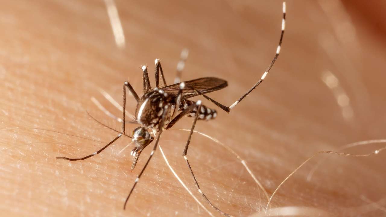 Mitos e Verdades Sobre a Dengue.