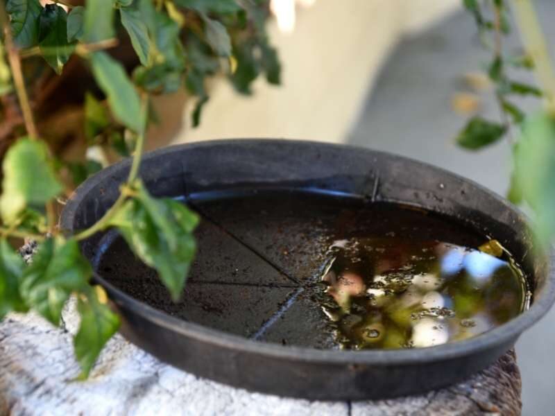 Prato de planta com agua parada.