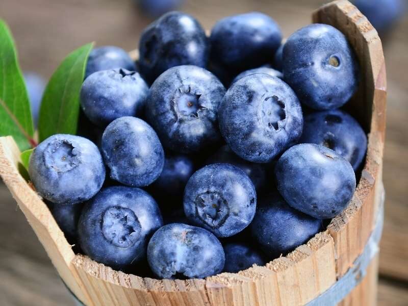 Mirtilos (Arándanos o Blueberry).
