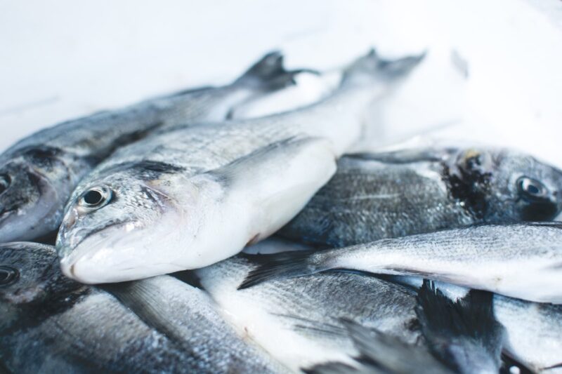 Foto de peixes.