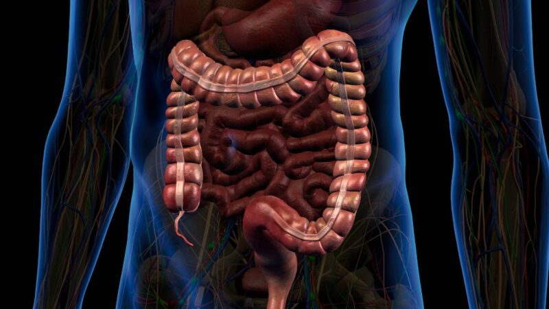 Anatomia intestino.