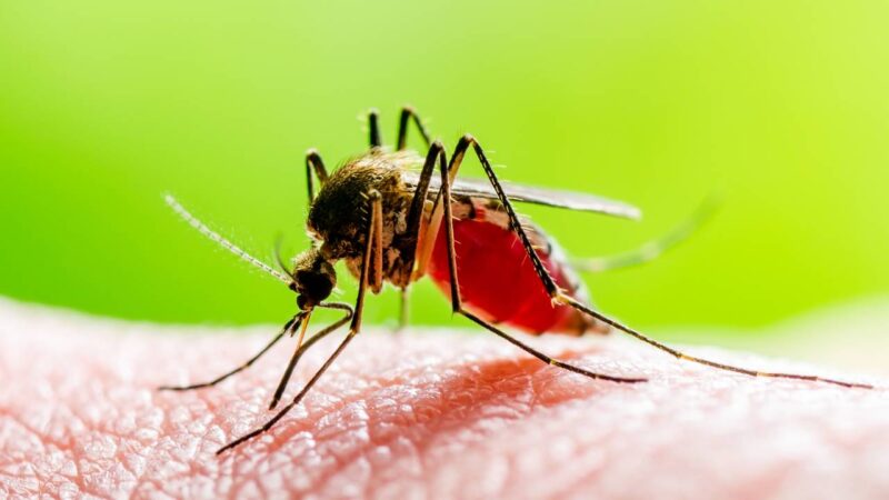 Mosquito transmissor da Febre amarela Aedes aegypti.